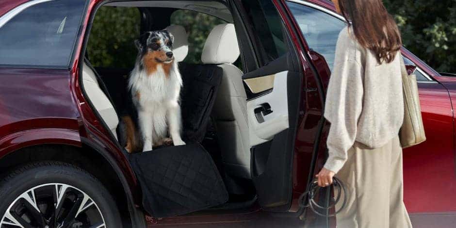 woman with dog in vehicle