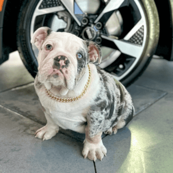 Kevin Shop Dog