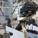 Market launch of the new Tayron